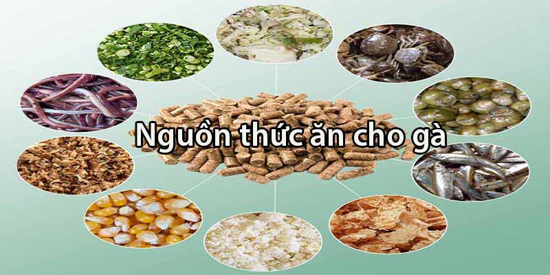 Nguồn thức ăn cho gà chọi