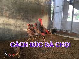 Cách đúc gà chọi