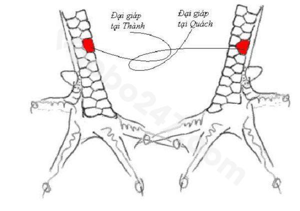 Mẫu vảy gà đại giáp nội và vảy gà đại giáp ngoại