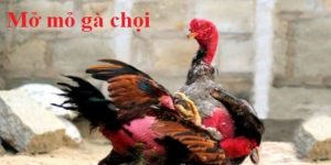 Mở mỏ cho gà chọi rất quan trọng