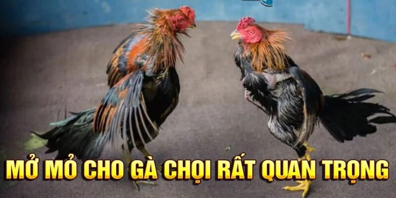 Mở mỏ cho gà chọi rất quan trọng