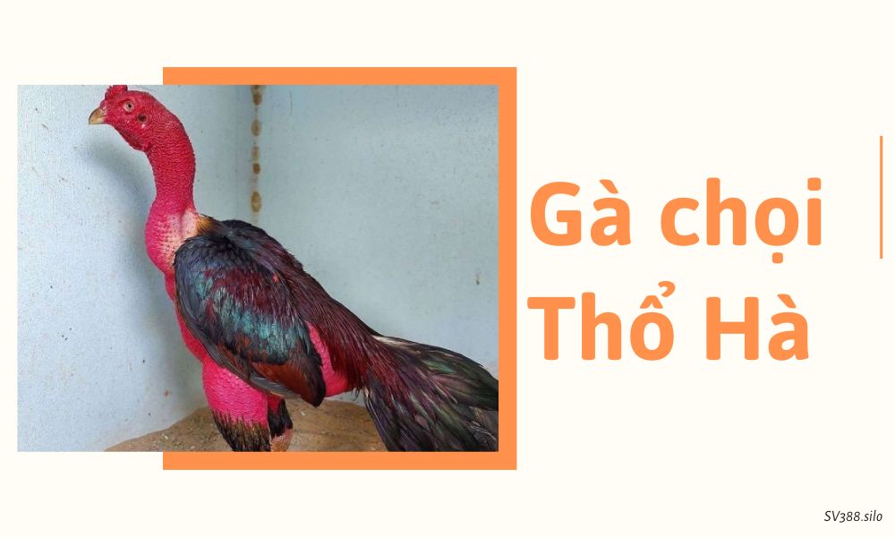 Gà Chọi Thổ Hà (Bắc Giang)